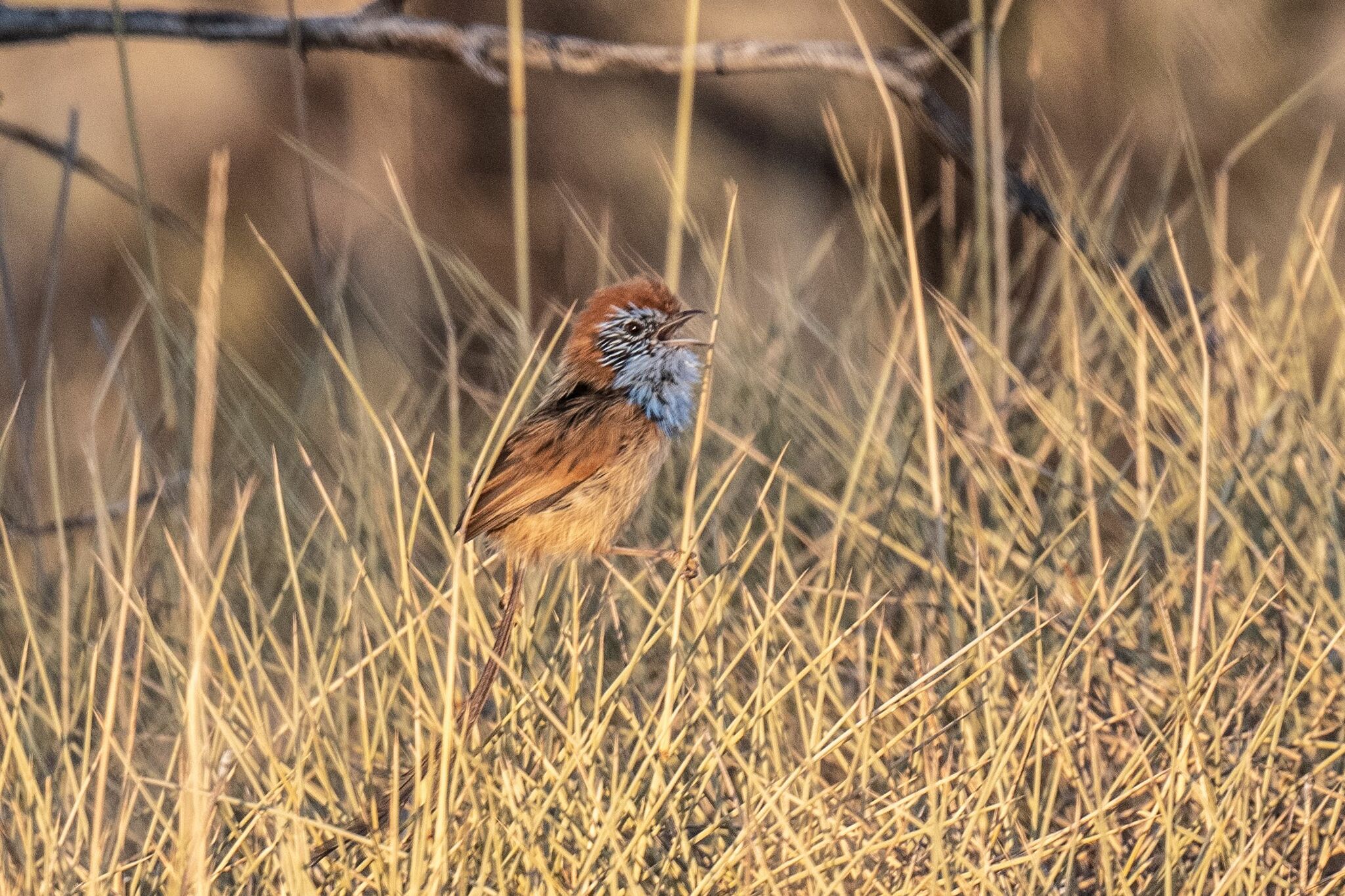 Rufous-crowned Emu-wren (Stipiturus ruficeps), photo 1