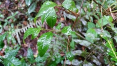 Mostuea brunonis