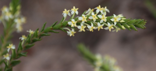 Image of Ribbed Capespray by (c) Tony Rebelo, some rights reserved (CC BY-SA)
