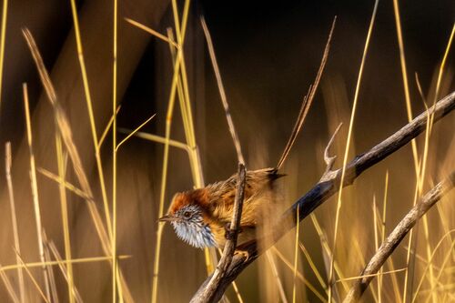 Rufous-crowned Emu-wren (Stipiturus ruficeps), photo 2