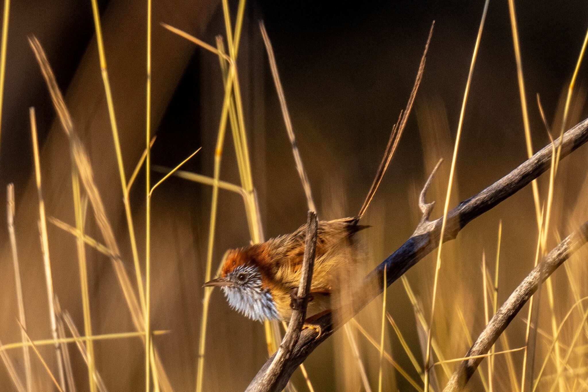 Rufous-crowned Emu-wren (Stipiturus ruficeps), photo 2
