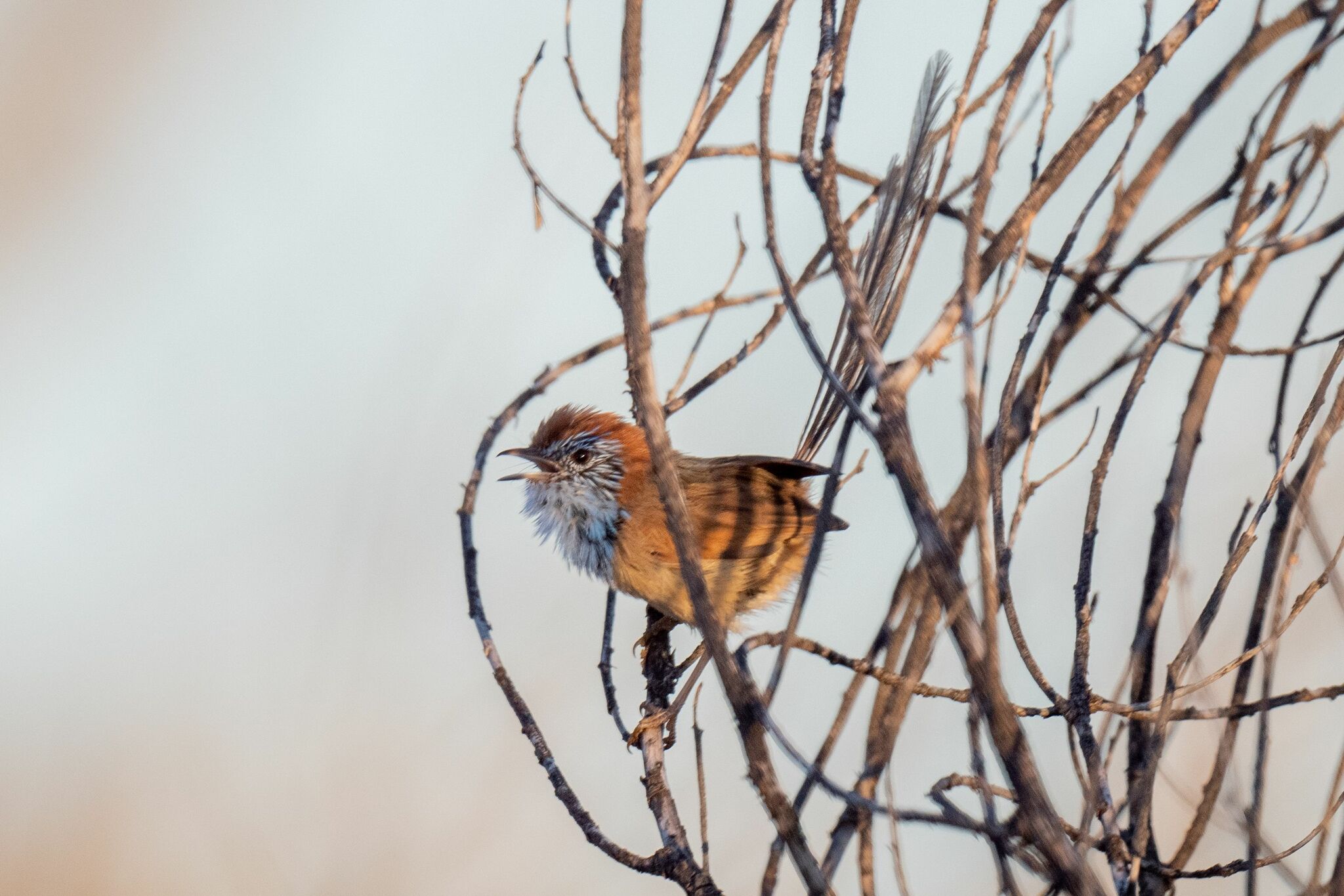 Rufous-crowned Emu-wren (Stipiturus ruficeps), photo 3