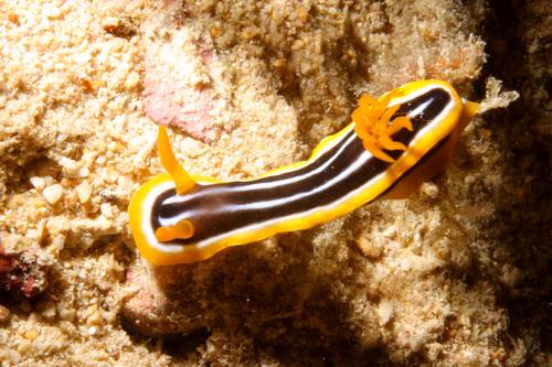 African Chromodorid — seen at this dive site