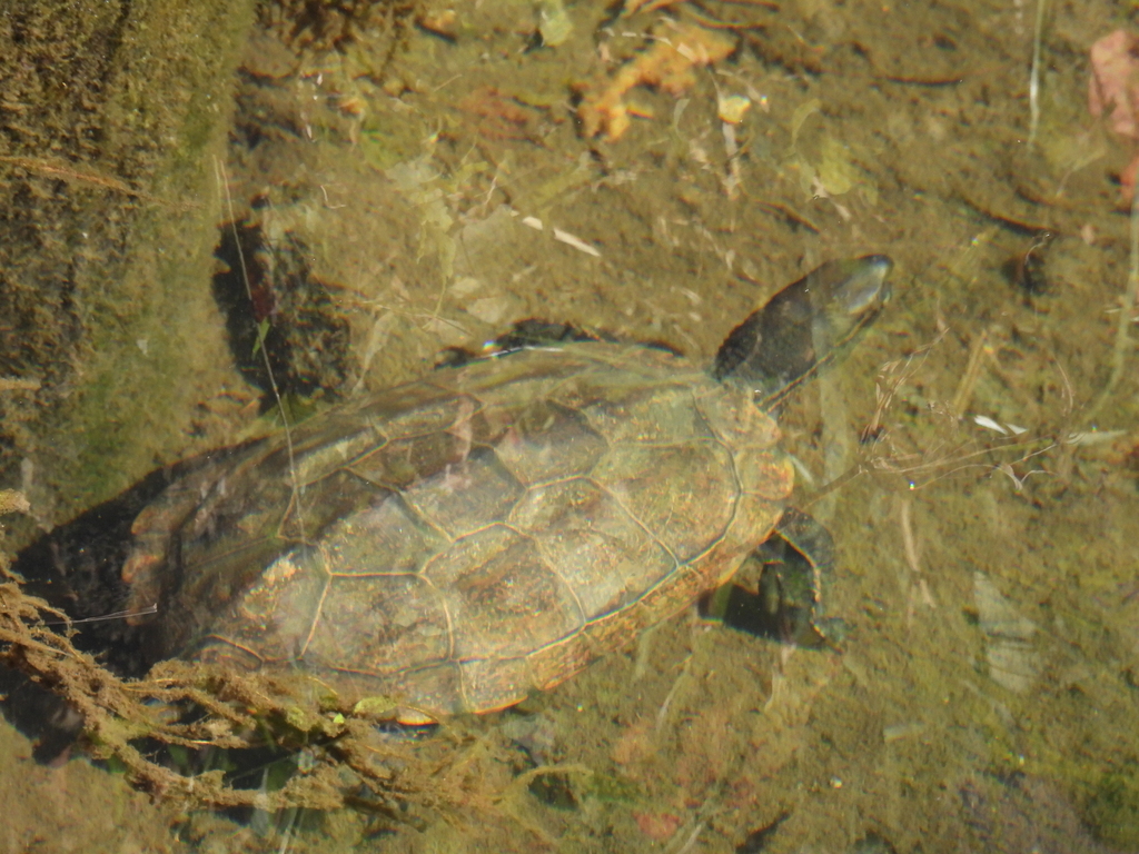 Chinese Pond Turtle in December 2023 by renshuchu · iNaturalist