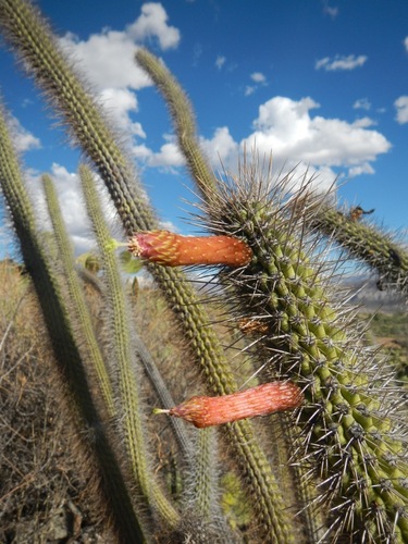 Cleistocactus pungens (Cleistocactus pungens)