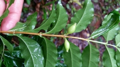Tricalysia analamazaotrensis