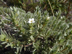 Pimelea aridula