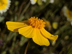 Leptosyne calliopsidea