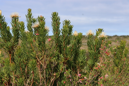 Image of Protea lanceolata by (c) Tony Rebelo, some rights reserved (CC BY-SA)