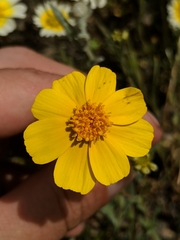 Leptosyne calliopsidea