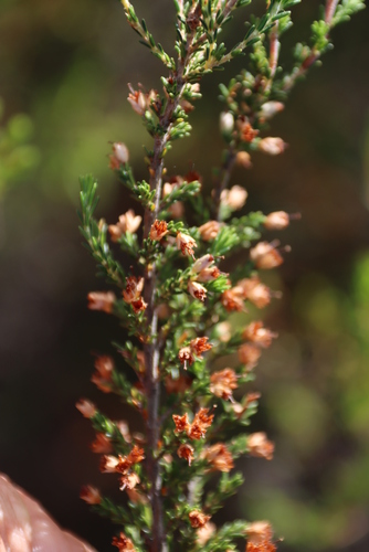 Image of Erica lasciva by (c) Tony Rebelo, some rights reserved (CC BY-SA)