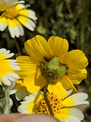 Leptosyne calliopsidea