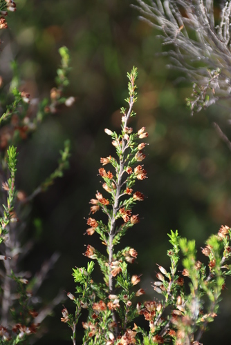 Image of Erica lasciva by (c) Tony Rebelo, some rights reserved (CC BY-SA)
