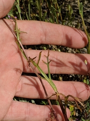 Leptosyne calliopsidea