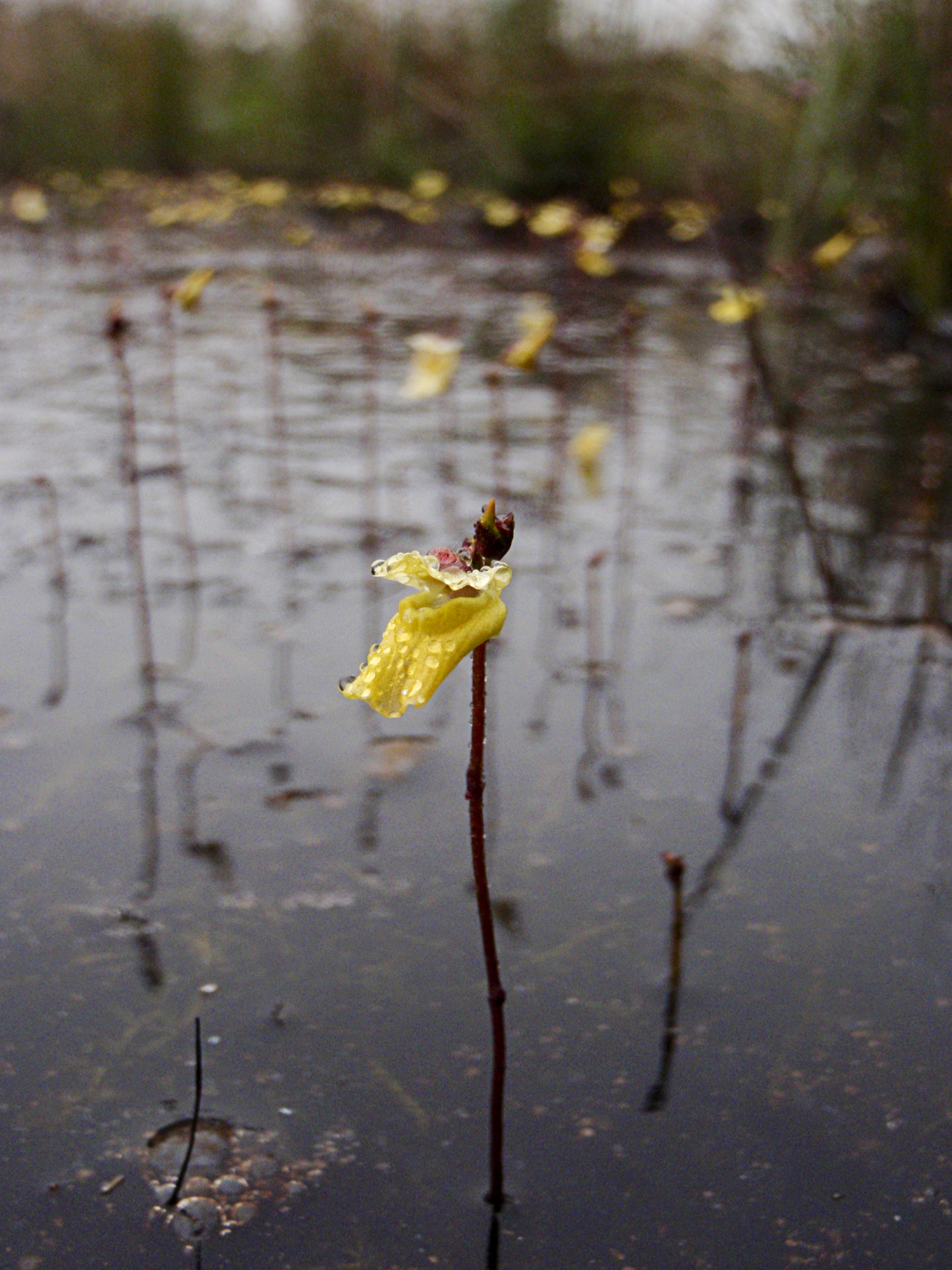 Utricularia minor