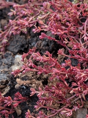 Crassula aquatica