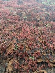 Crassula aquatica
