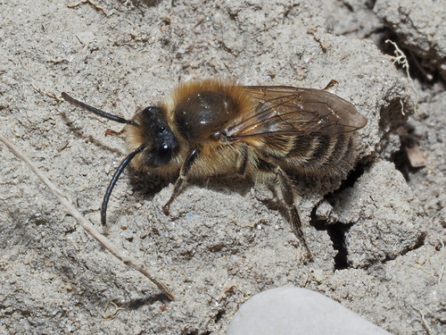 Early Cellophane Bee, photo 3 of 8