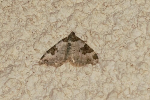Xanthorhoe fluctuata