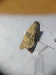 Philedone gerningana