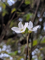 Lithophragma cymbalaria