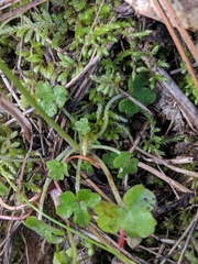 Lithophragma cymbalaria