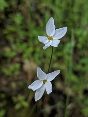 Lithophragma cymbalaria