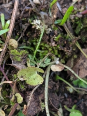 Lithophragma cymbalaria