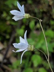 Lithophragma cymbalaria