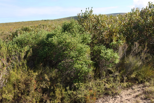 Image of Limestone Caperose (Cliffortia schlechteri) by (c) Tony Rebelo, some rights reserved (CC BY-SA)