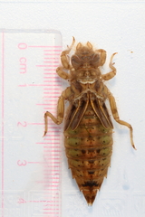Megalogomphus sommeri