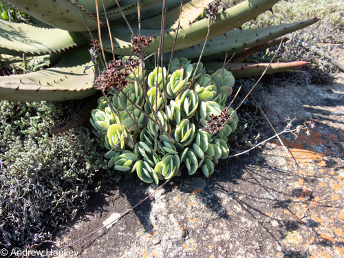 Kalanchoe alticola Compton 2