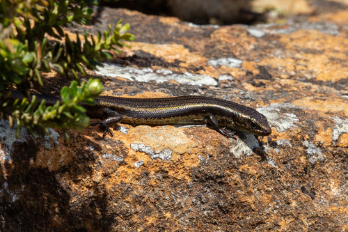 Mountain Skink, Carinascincus orocryptus