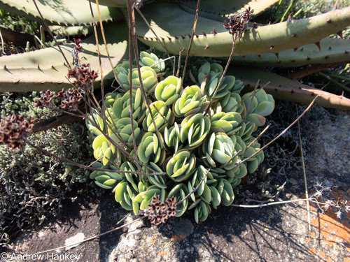 Kalanchoe