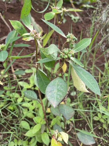 painted spurge