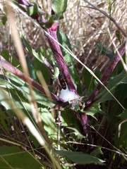 Cercopis intermedia