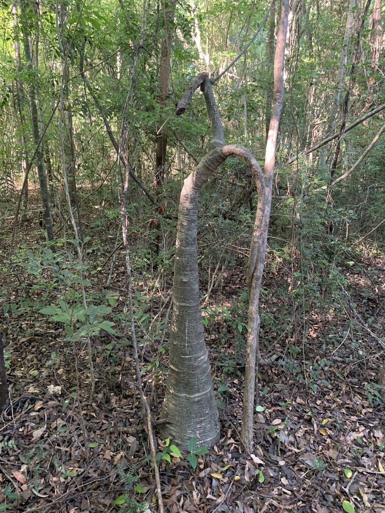 Adenia firingalavensis