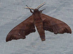 Polyptychus trilineatus