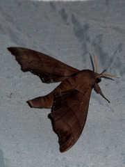 Polyptychus trilineatus