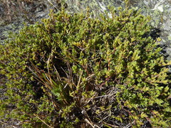 Pimelea oreophila