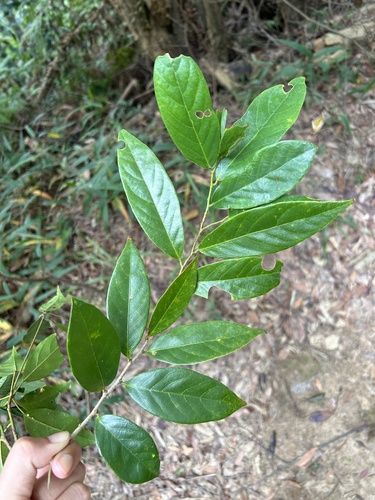 Bridelia balansae (Bridelia balansae)