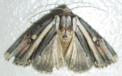 Anedhella rectiradiata