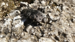 Capnodis miliaris