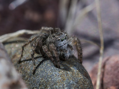 Aelurillus dubatolovi