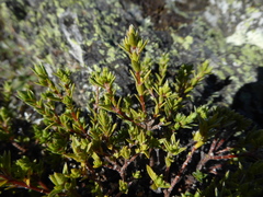 Pimelea oreophila