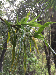 Dracaena reflexa image