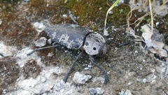 Capnodis miliaris