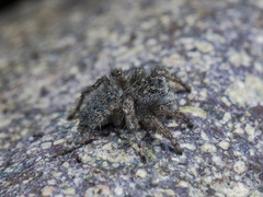 Aelurillus dubatolovi