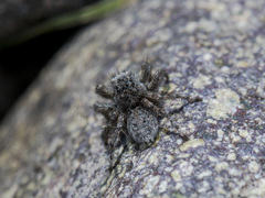 Aelurillus dubatolovi