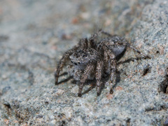 Aelurillus dubatolovi